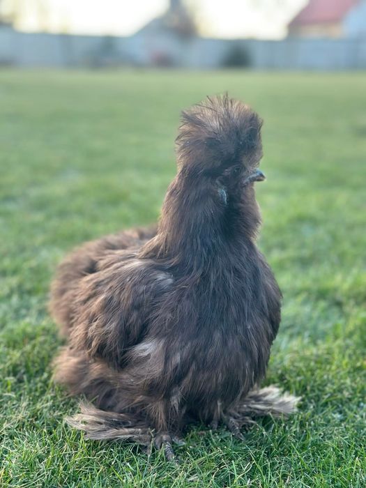 kogut silka USA splash czeko red pyle