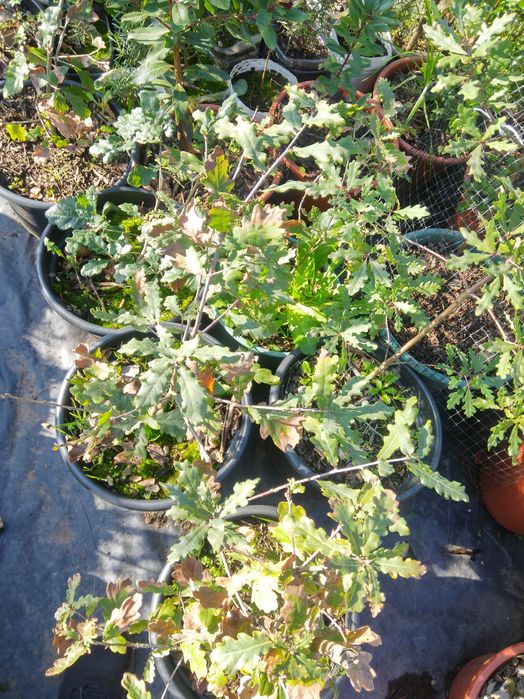 Plantas de alecrim, sobreiros, carvalhos e glicínias