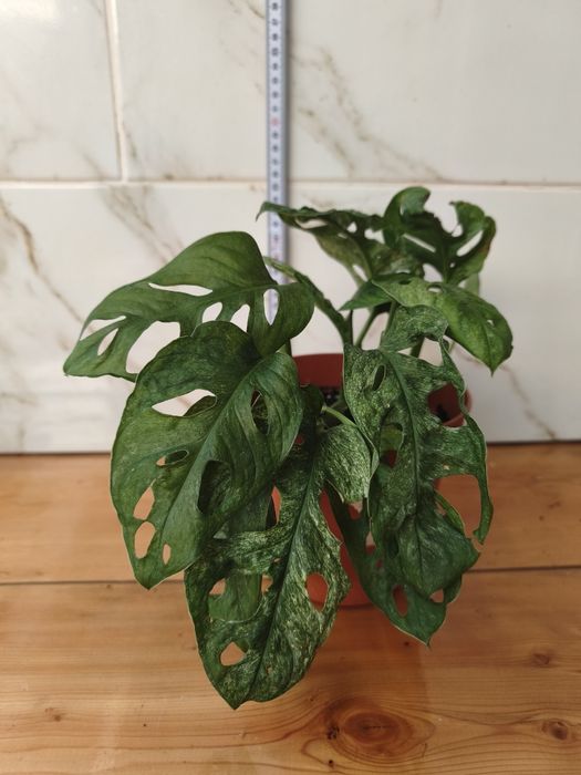 Lote de plantas monsteras variagatas