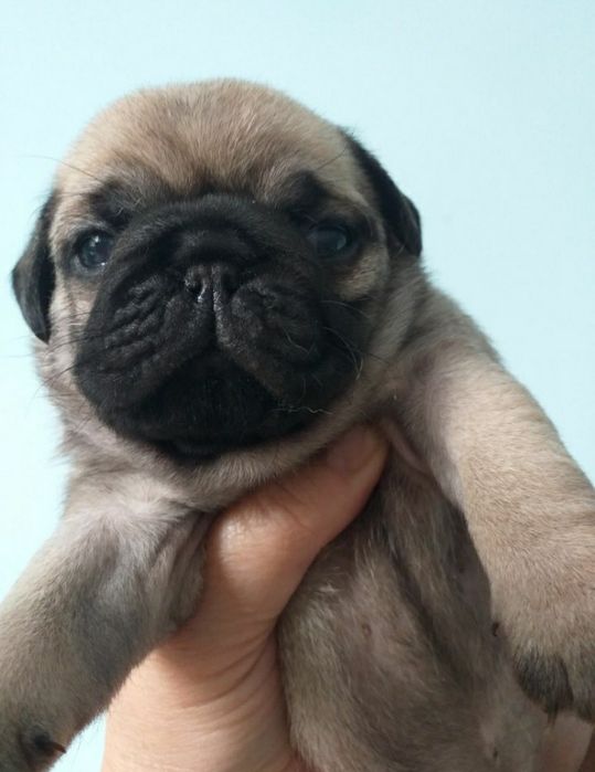 Улюблені мордочки