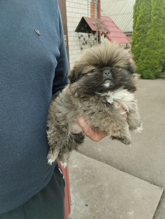 Продам цуценят Пекінесиків