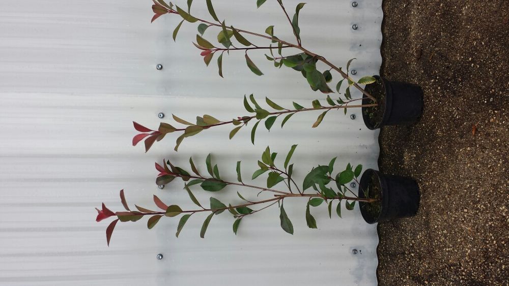 Photinias para sebes