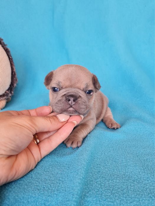 Estupenda menina Bulldog/Bouledogue Francês de Qualidade