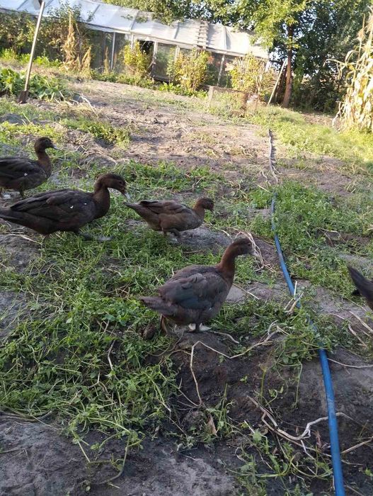 Індокачки(шипуни,индоутки)Німецької селекції важка лінія