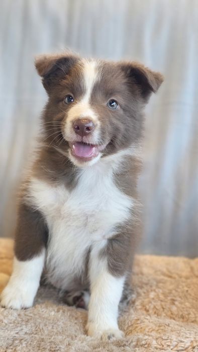 Border Collie Chocolate Fêmea (Olhos Verdes Azulados)