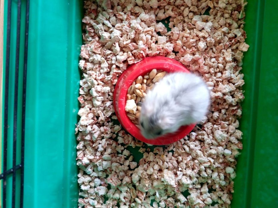 Хомячки Кременчуг