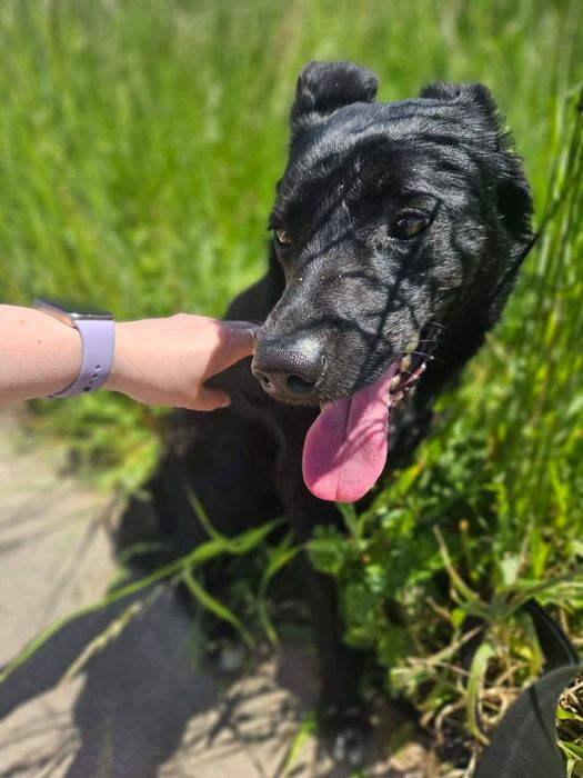 Lśniący jak kamień szybki jak błyskawica -Onyx do adopcji
