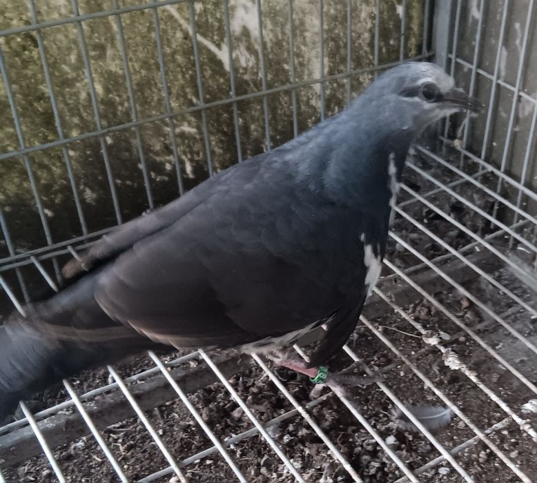 Pombo wonga 2026