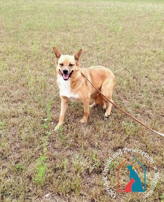 Sunia Ola szuka domu