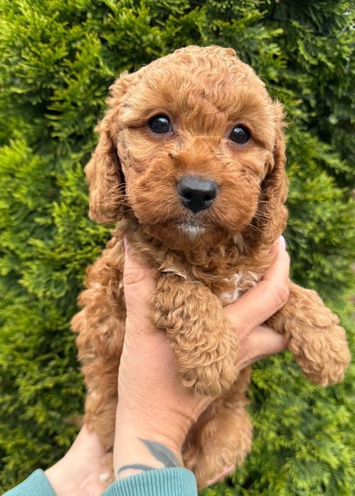 Cockapoo dziewczynka