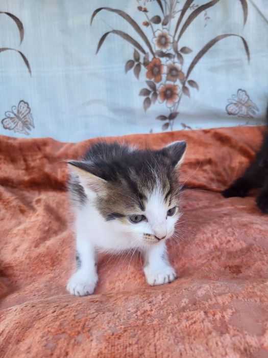 Кошеня хлопчик шукає дім