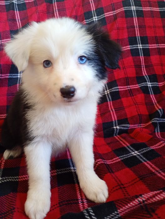 Suczka Border Collie