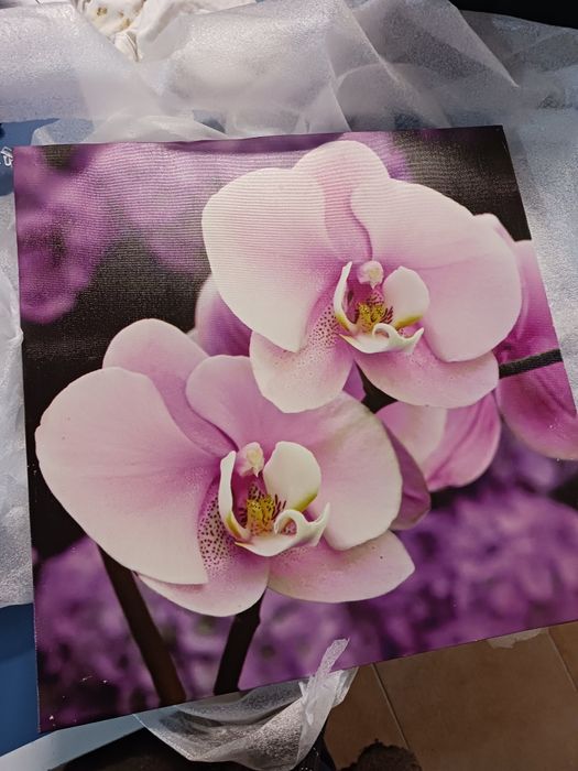 Tela orquídeas 39x39cm