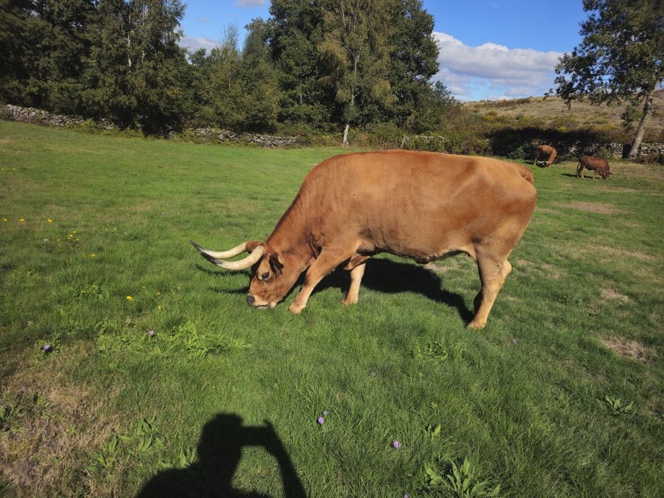 Lote Bovinos/Vacas Raça Barrosã