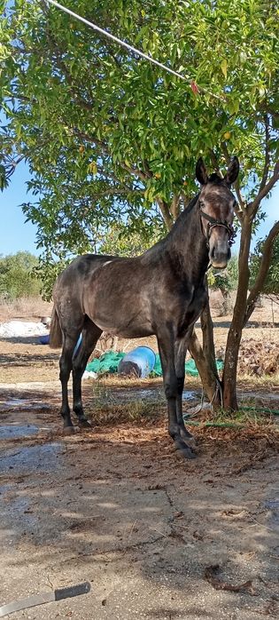 Belíssima poldra PSL ruça, Livro Azul Faz 2 anos a 25 de março