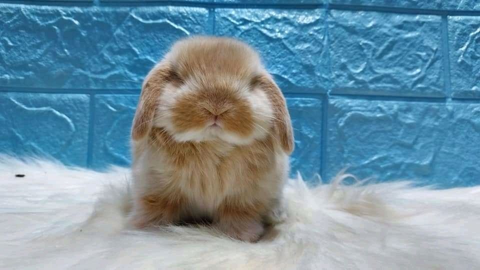 Coelhos anões +Gaiola Nova + alimentação adequada +acessórios