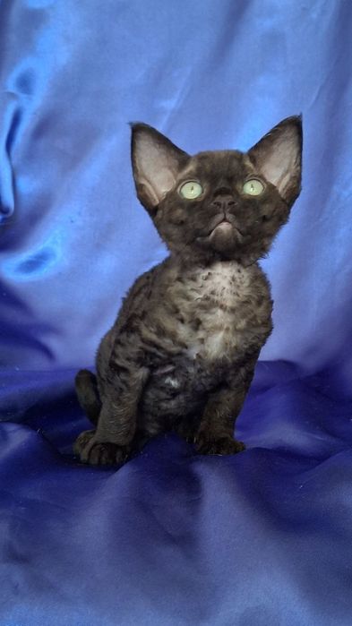 Devon Rex koczenta WGF
