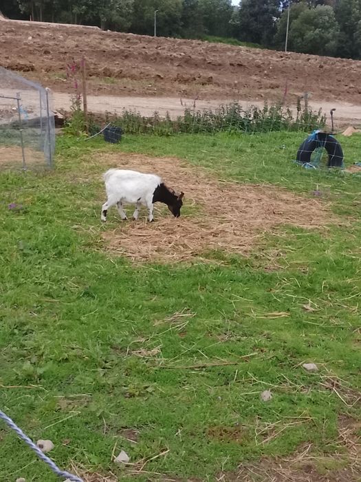 4 Cabras adultas