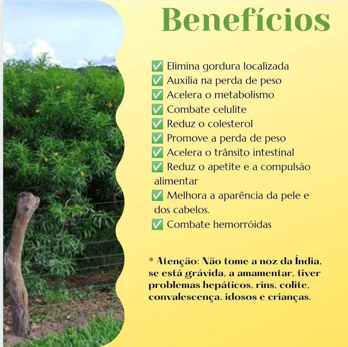 Noz da Índia - Emagrecimento saudável