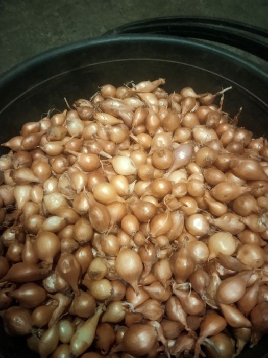 Лук севок (Штутгарт)