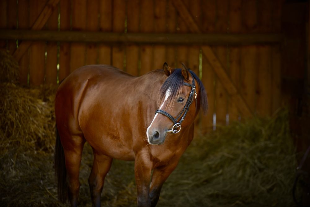 Wałach Quarter Horse