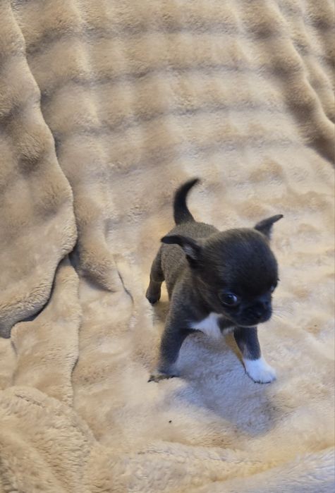 Chihuahua miniaturka śliczny