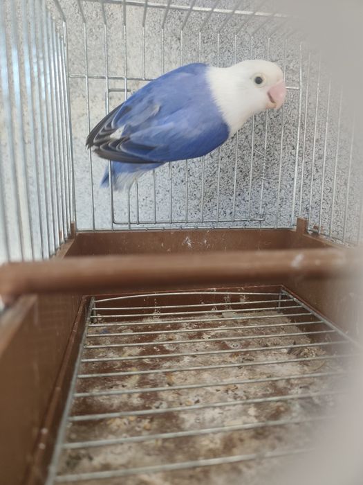 Agapornis Fischeris opalinos