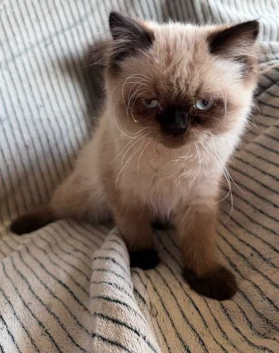 Котик невский маскарадньій