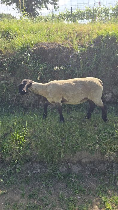 Ovelhas suffolk puras
