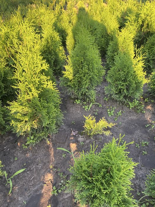 Туя Смарагд висота 50+см-150грн