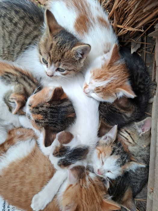 Oddam w dobre ręce małe kotki