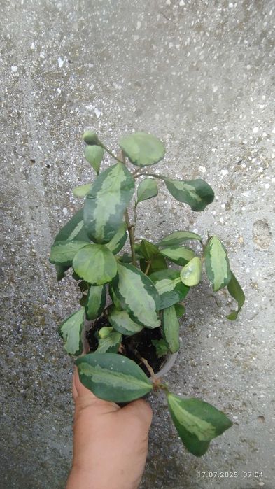 Фікус діверсіфолія