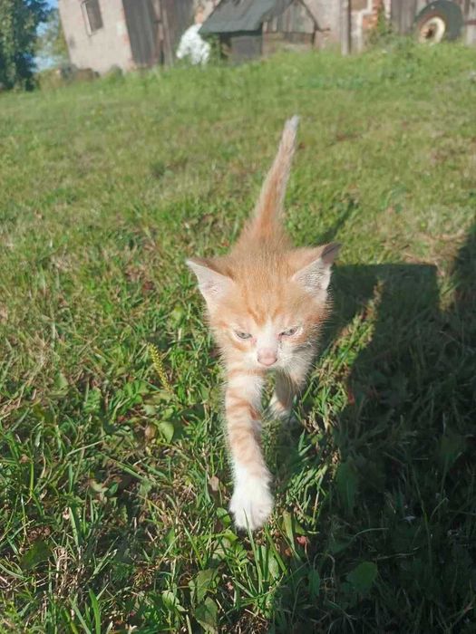 Za darmo kotki małe...