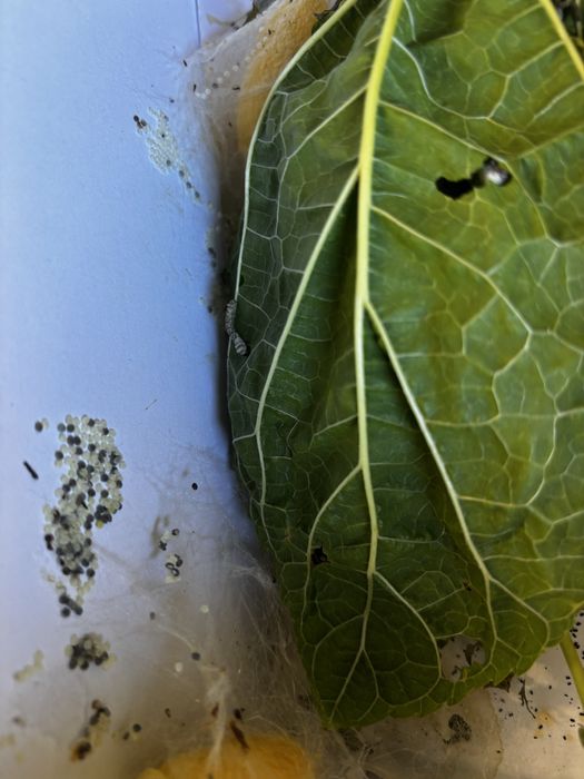 Bichos da seda e ovos de bicho da seda