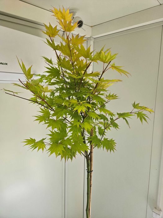 Klon palmowy Jordan szczepiony na pniu – Acer palmatum 'Jordan'
