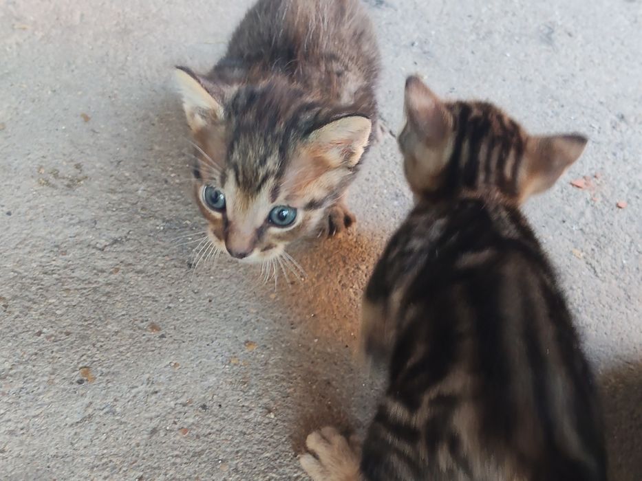 Gatinhos bebés para dar