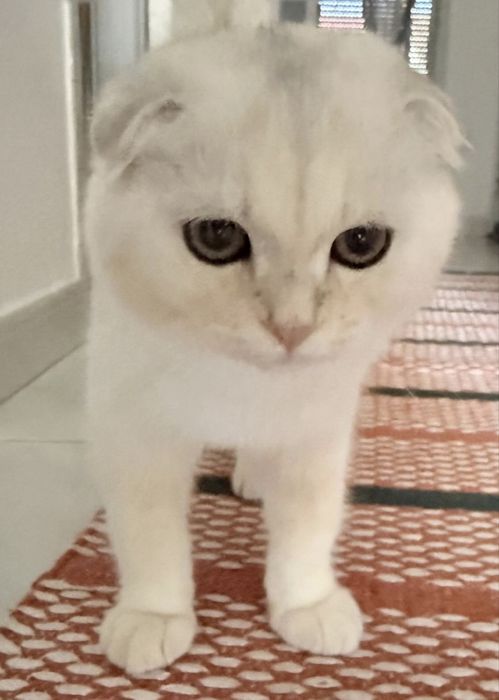 Gatinho Scottish Fold (5 meses) Cor Rara