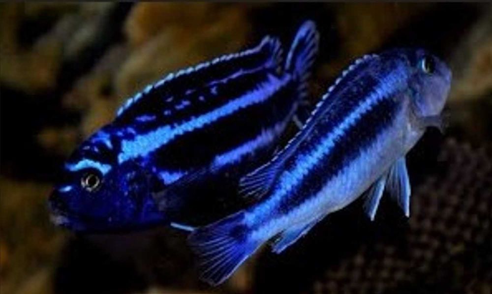 Melanochromis cyaneorhabdos MAINGANO - PYSZCZAK - dowóz, wysyłka
