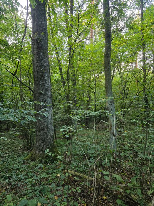 Las mieszany 3,63ha Brzozów, powiat siedlecki