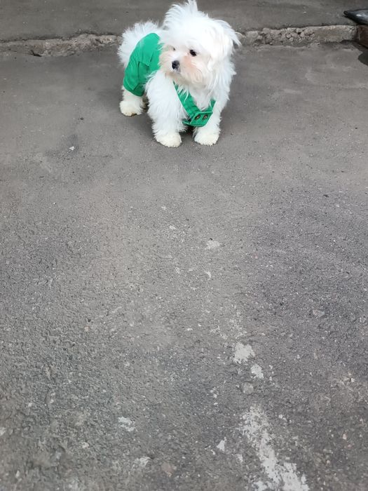 Мальчики мальтезе