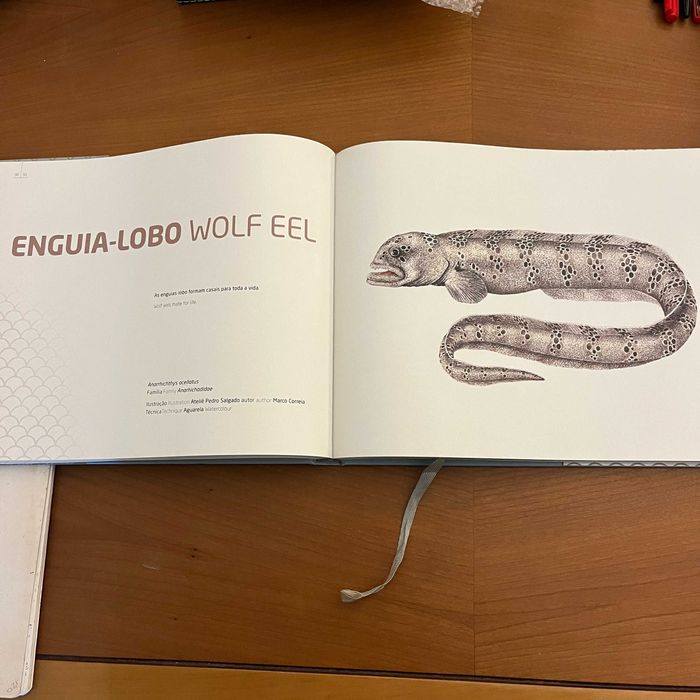 Oceanário de Lisboa - Ilustração dos Oceanos