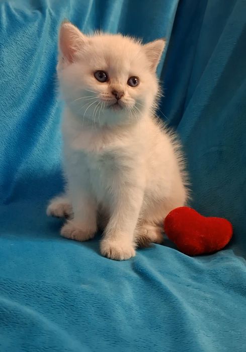 Ласковые котята ждут Вас
