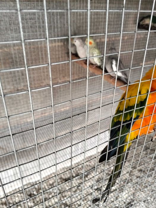 Várias aves para de 2025