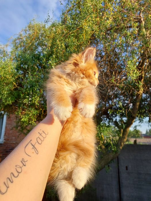 Мейн куни купити котинят