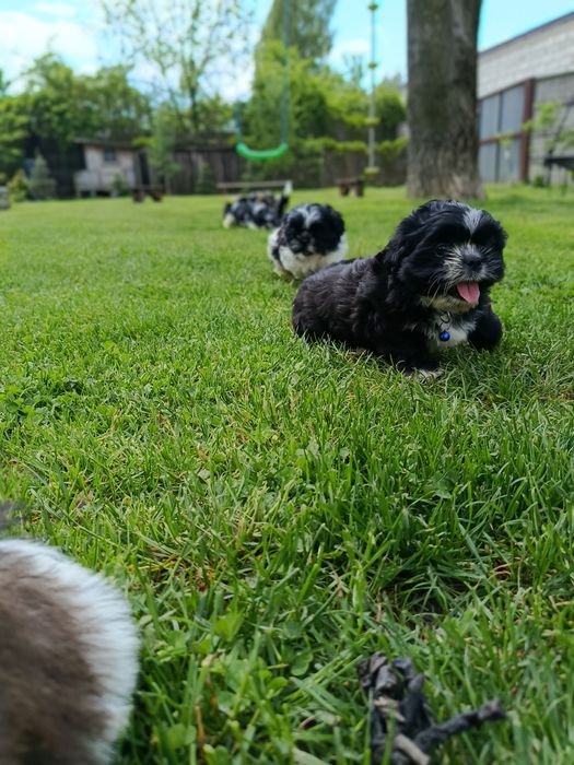 Shih tzu szczeniaki gotowe do odbioru osobistego