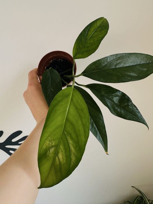 Epipremnum cebu pinnatum pnącze