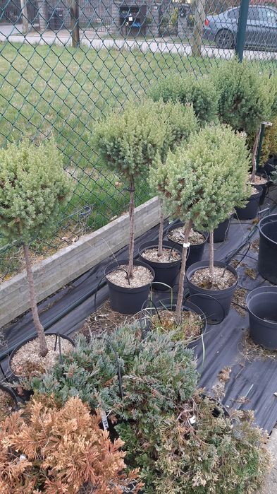 Drzewka tuje jalowce jodły formowane  na pniu.