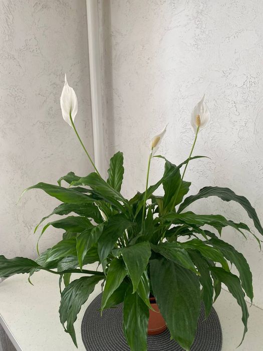 Продам квітучий, розкішний спатифіліум" жіноче щастя"