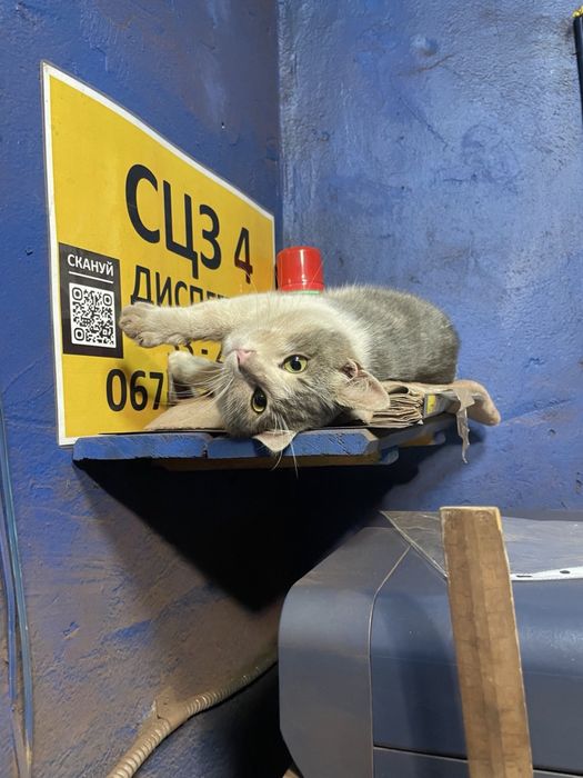 Зеленооке кошеня безплатно (хлопчик)