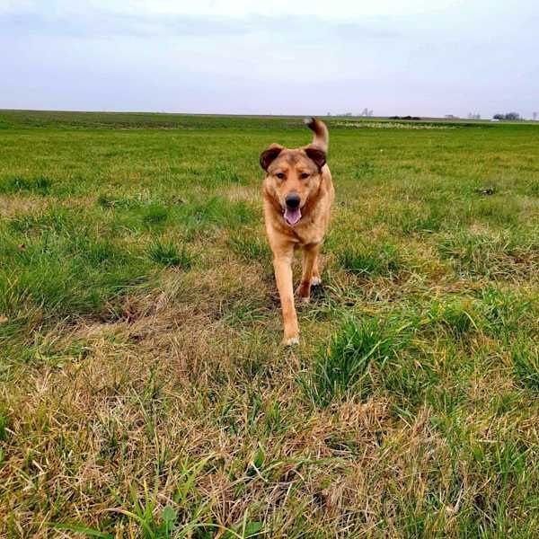 Szukam domu dla Frajdy